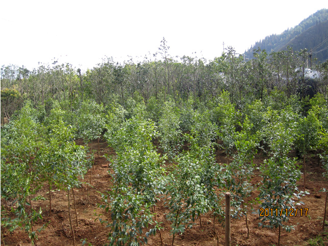 昆明高?；兀ㄋ模?高海苗圃