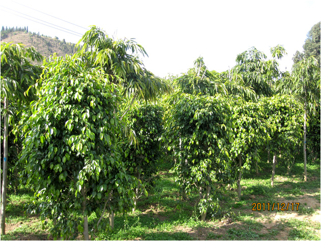 昆明高?；兀ㄒ唬?高海苗圃